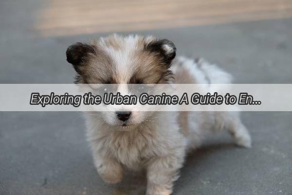 Exploring the Urban Canine A Guide to Enjoying the City with Your Furry Friend